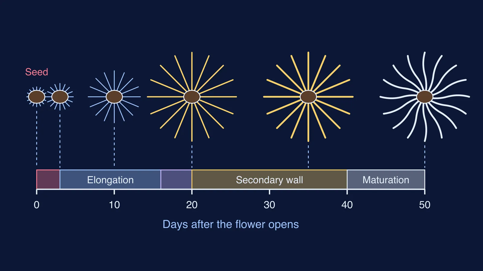 Timeline of cotton fibres growing from a seed over 50 days
