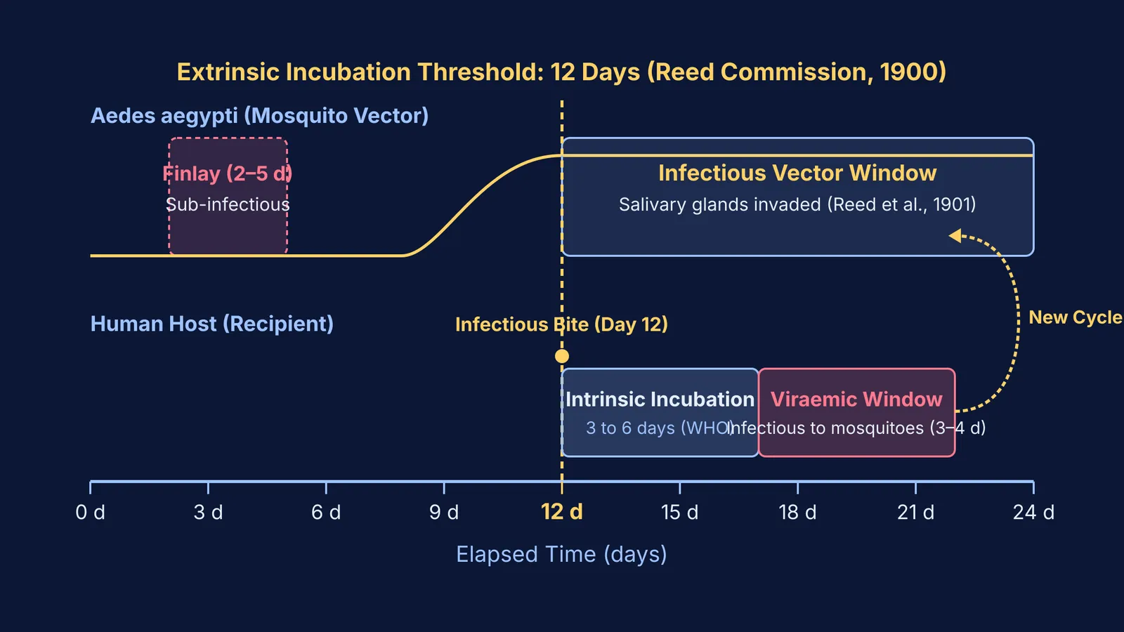 Timeline of extrinsic and intrinsic incubation periods in yellow fever transmission