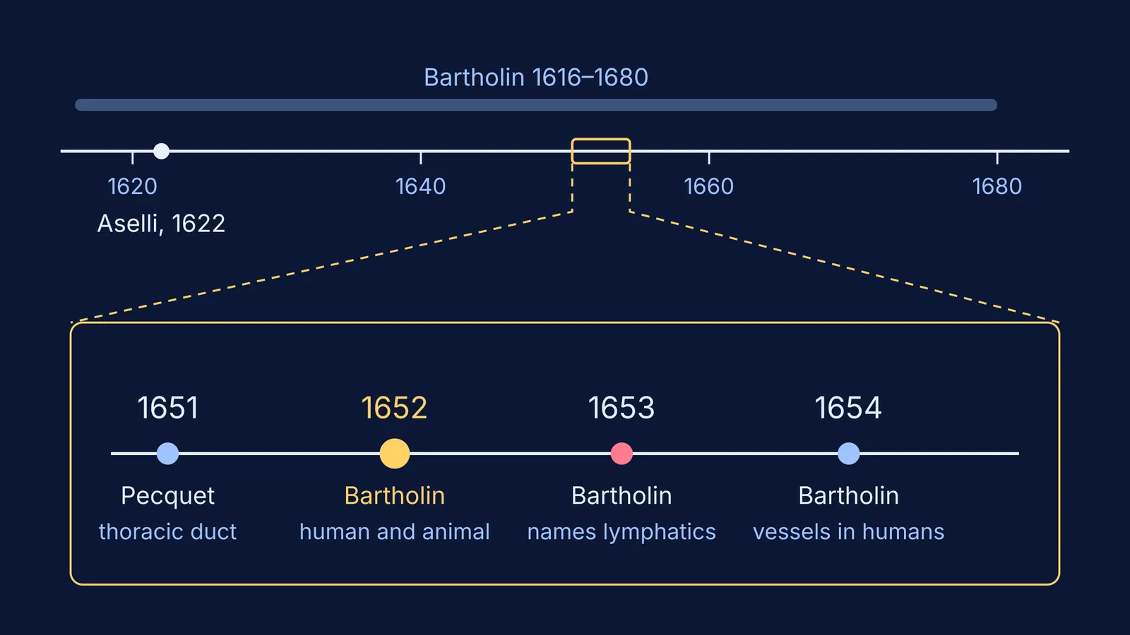 Timeline of lymphatic discoveries from Aselli in 1622 to Bartholin in 1654