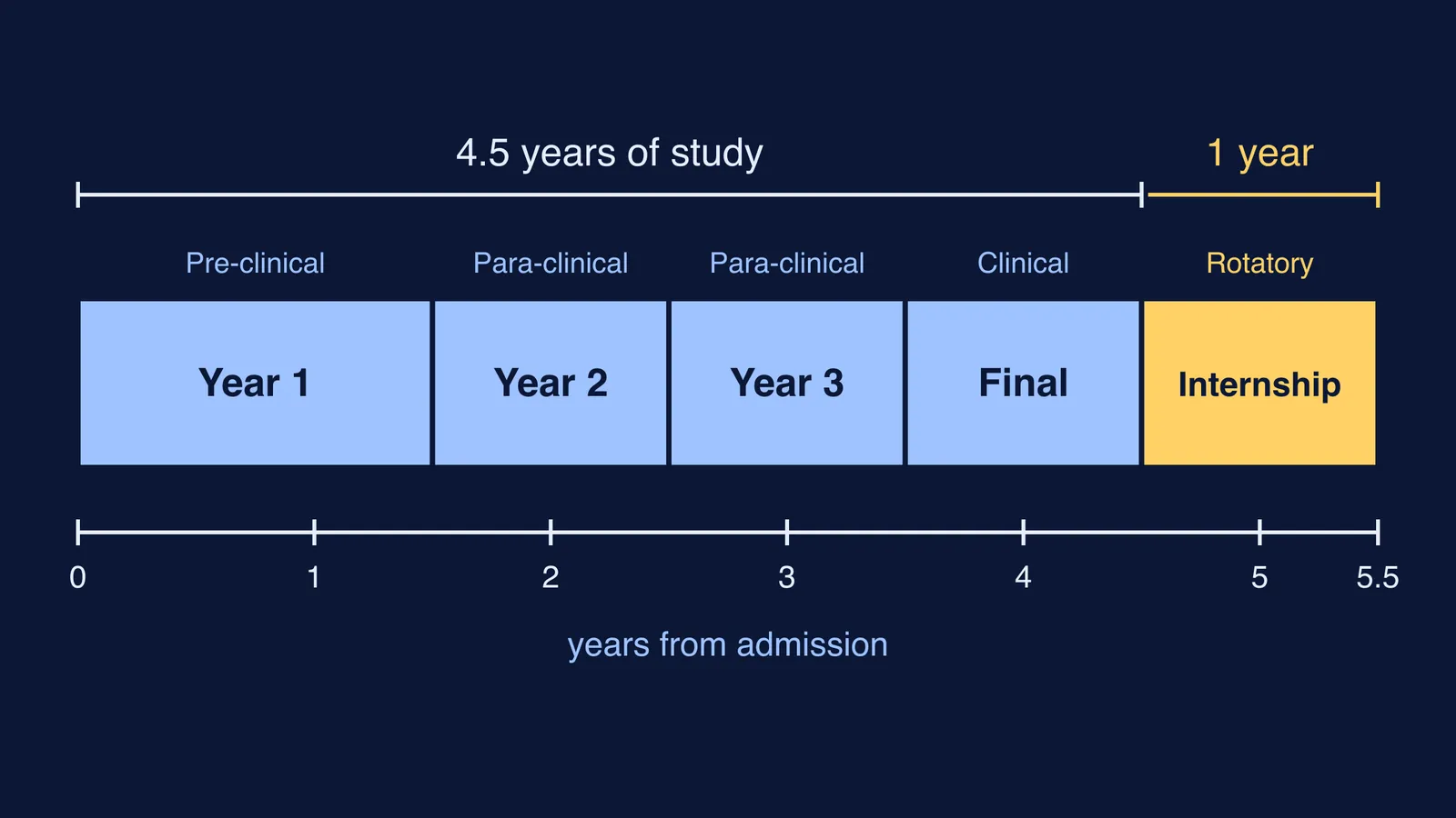 Timeline of the BNYS degree: four study phases then a one-year internship