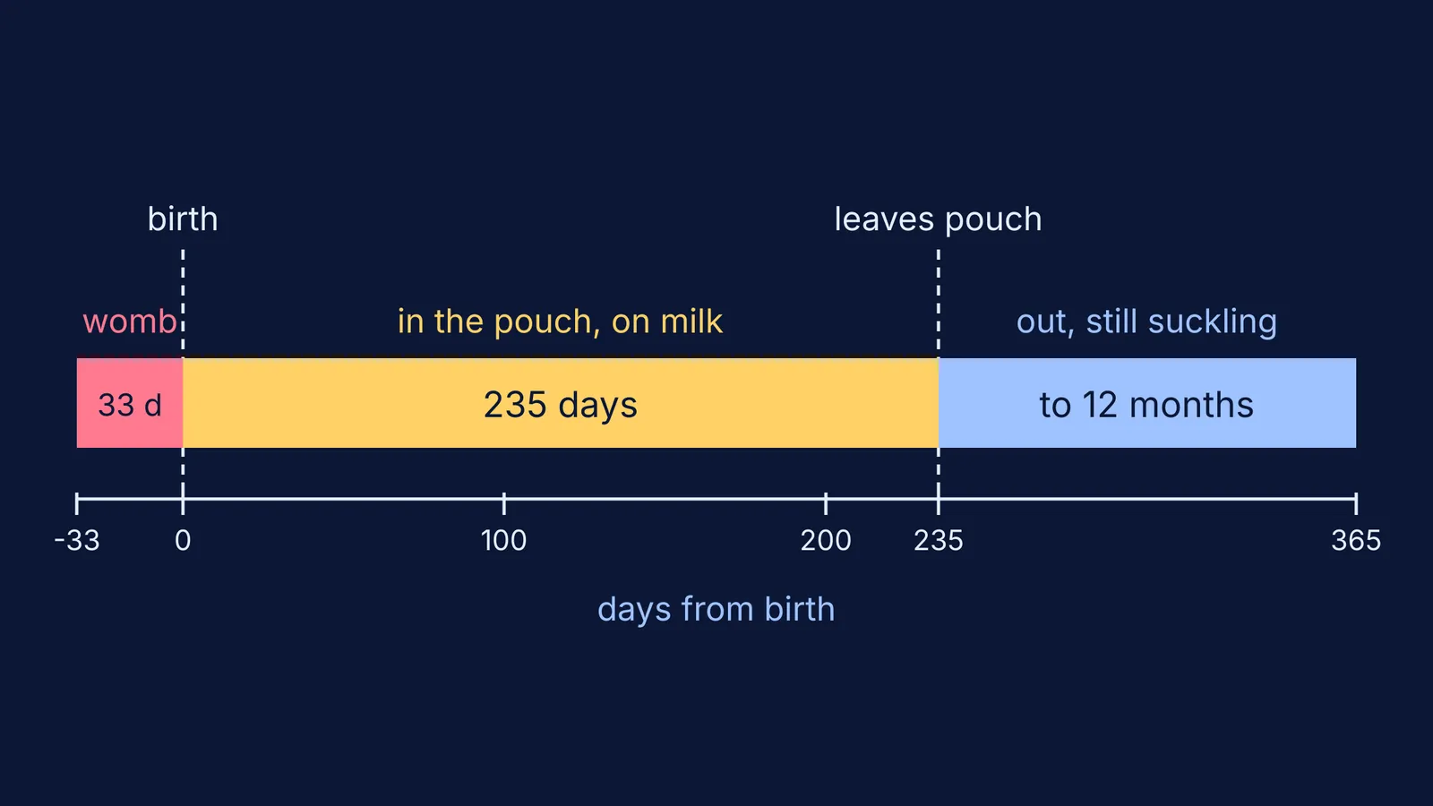 Timeline showing a red kangaroo's 33 days in the womb versus 235 in the pouch