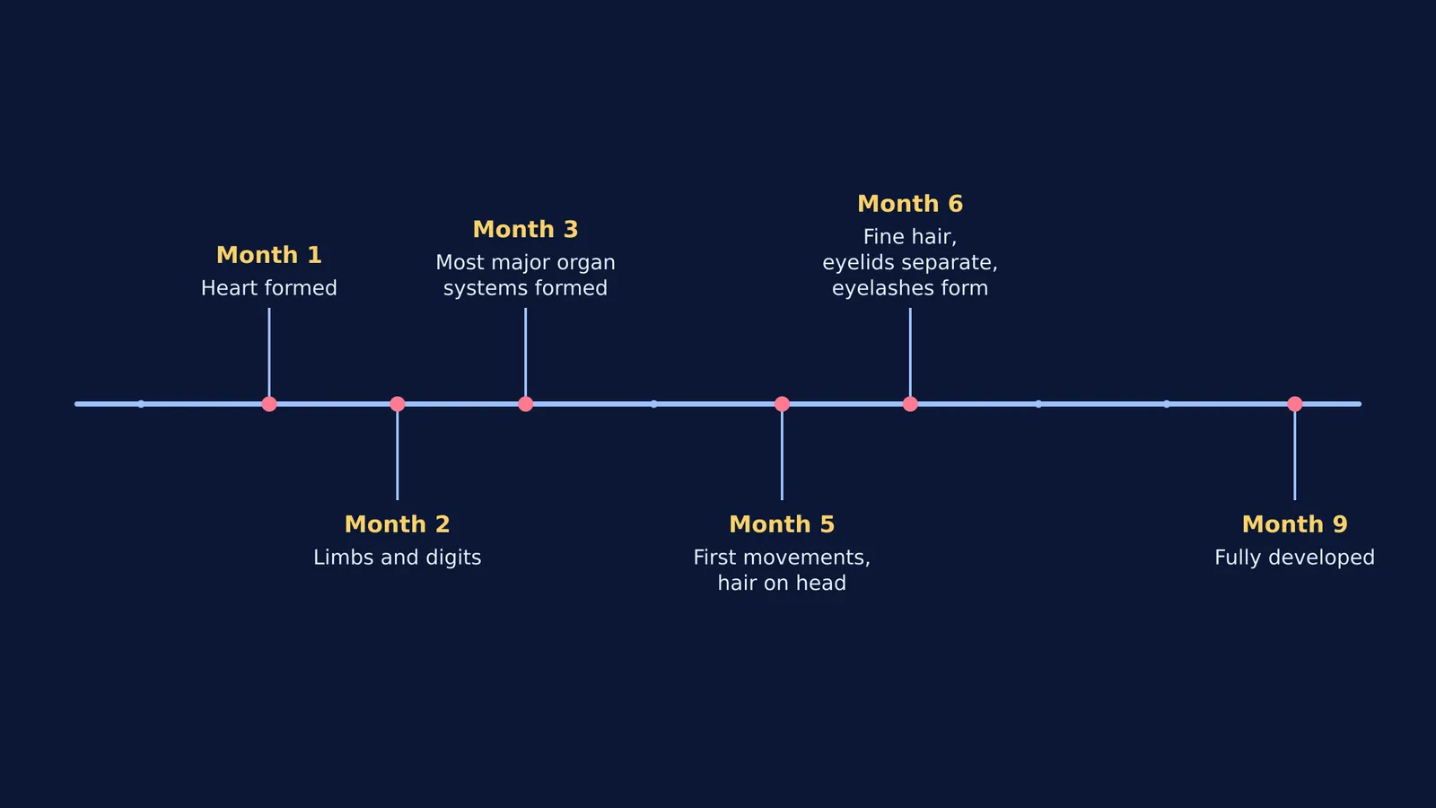 Timeline showing foetal development milestones month by month