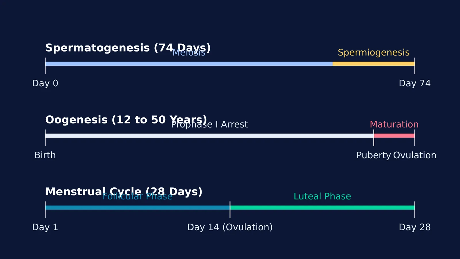 Timelines of spermatogenesis, oogenesis and the menstrual cycle