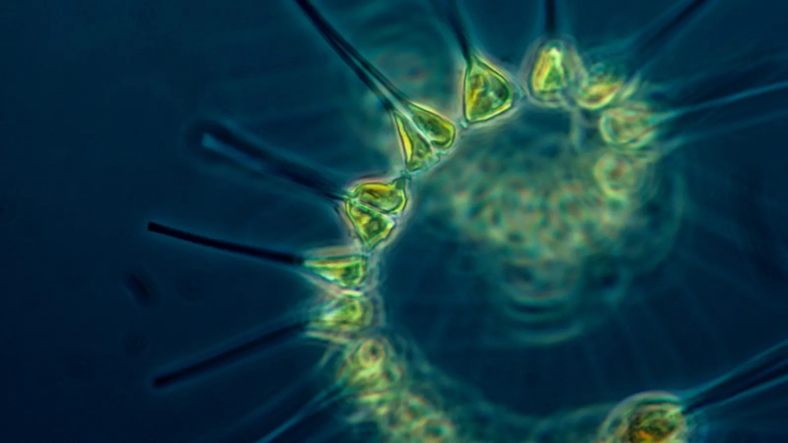 Tiny plankton seen through a microscope