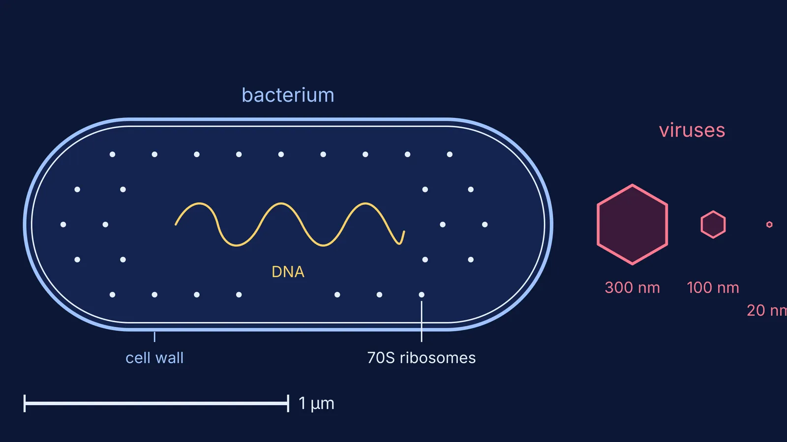 To-scale drawing of a rod-shaped bacterium beside three much smaller viruses