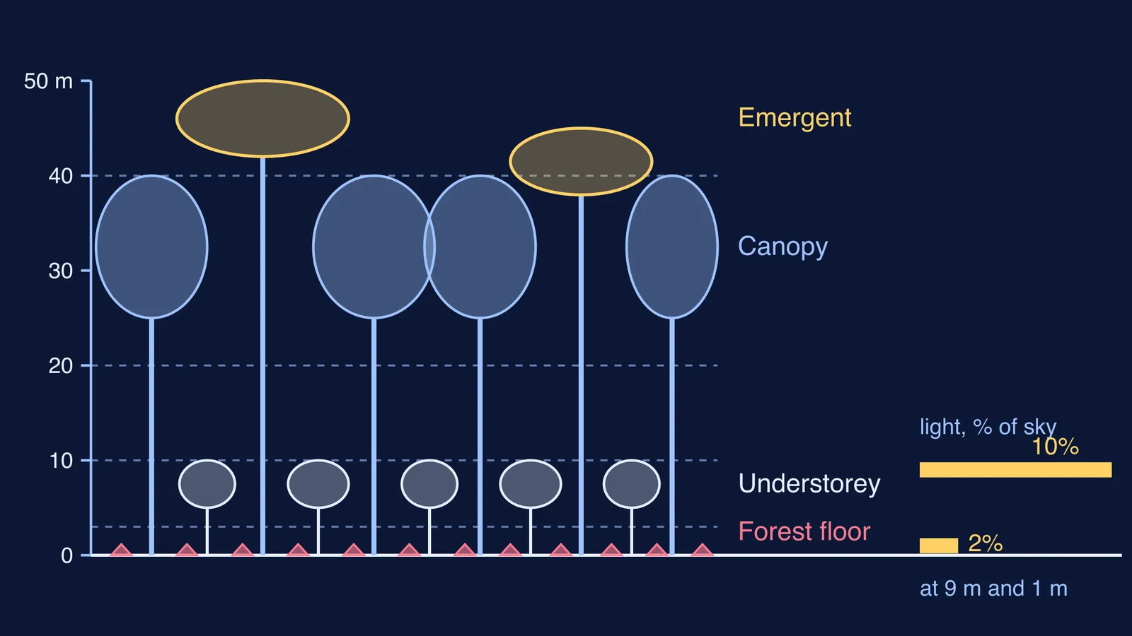 To-scale forest profile with four layers and light bars at 1 m and 9 m
