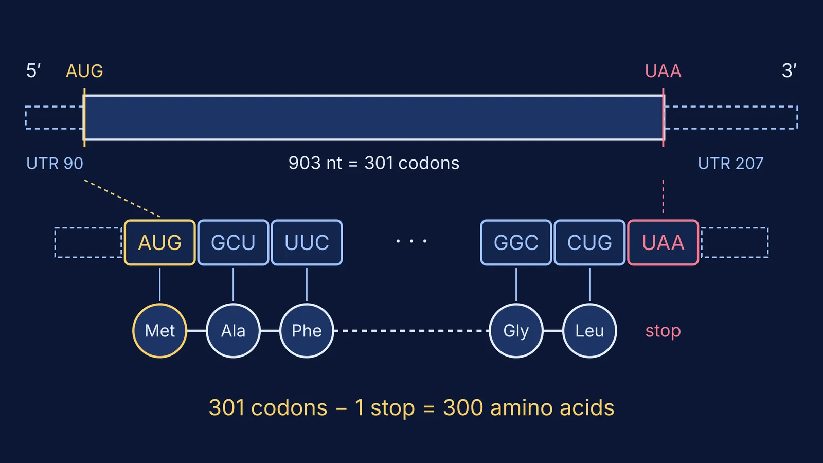 To-scale mRNA with UTRs, start and stop codons, and the amino acids it codes