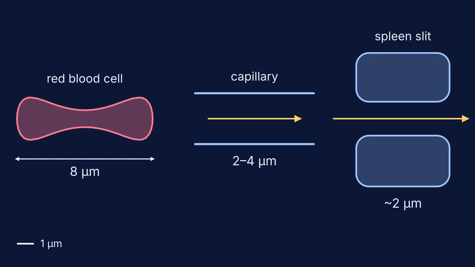 To-scale red blood cell profile beside a narrow capillary and a splenic slit