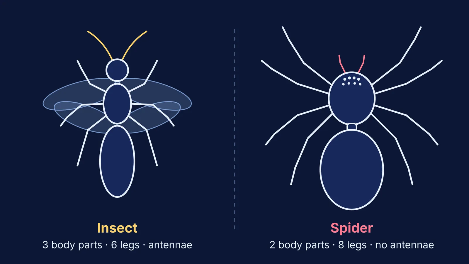 Top-view diagram comparing an insect's three-part body with a spider's two-part body