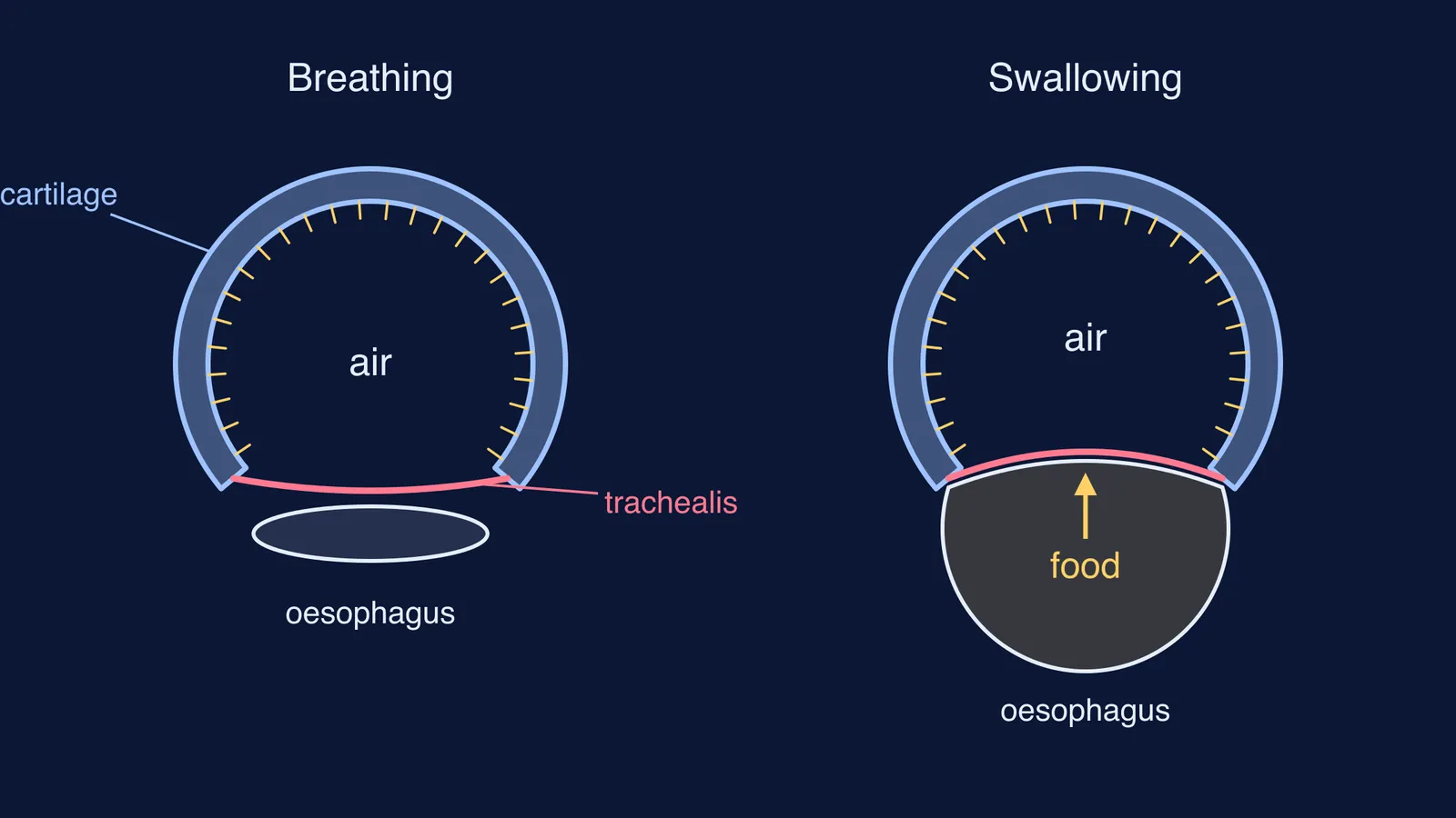 Trachea cross-sections showing the soft back wall bending as food passes