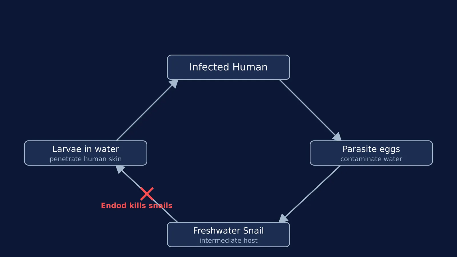 Transmission cycle of schistosomiasis showing the human and snail hosts