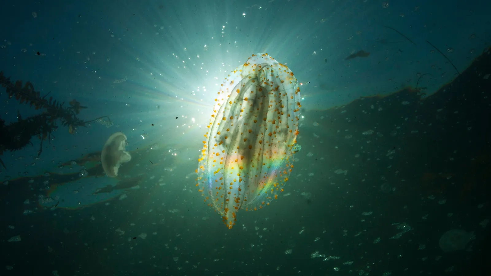 Transparent lobate comb jelly backlit by sunlight, its comb rows scattering rainbow light