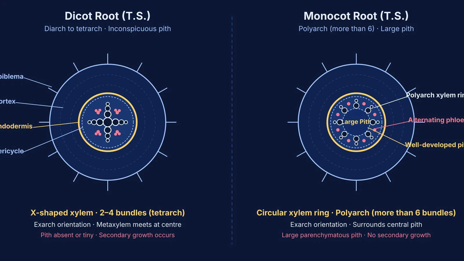 Transverse sections comparing tetrarch dicot root with polyarch monocot root and large pith