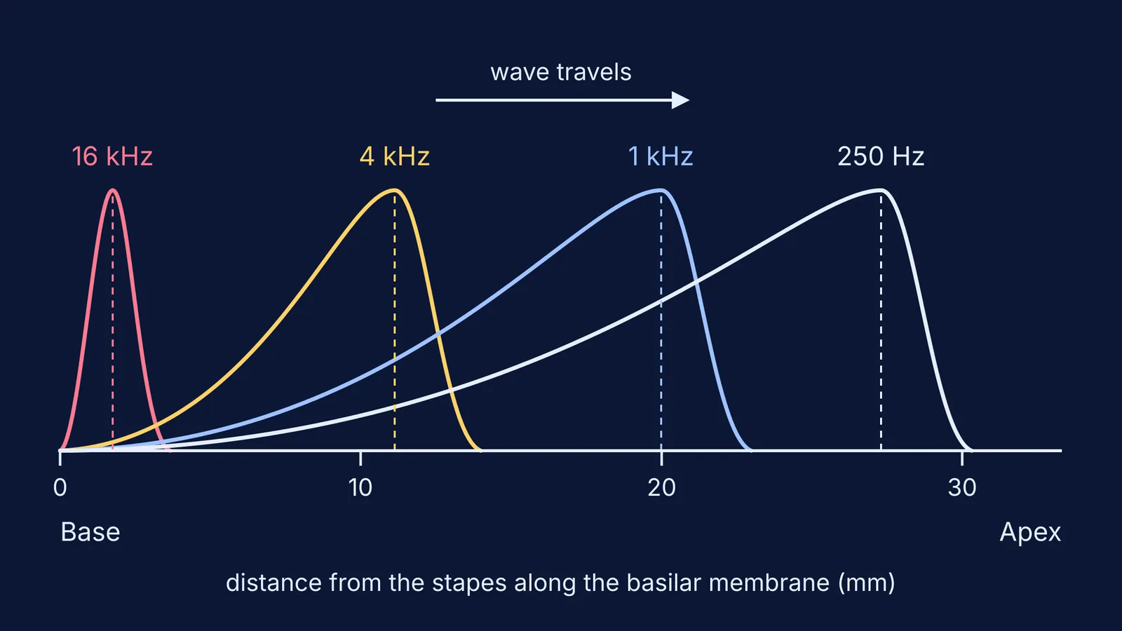 Travelling-wave envelopes along the basilar membrane peaking at different places for four pitches