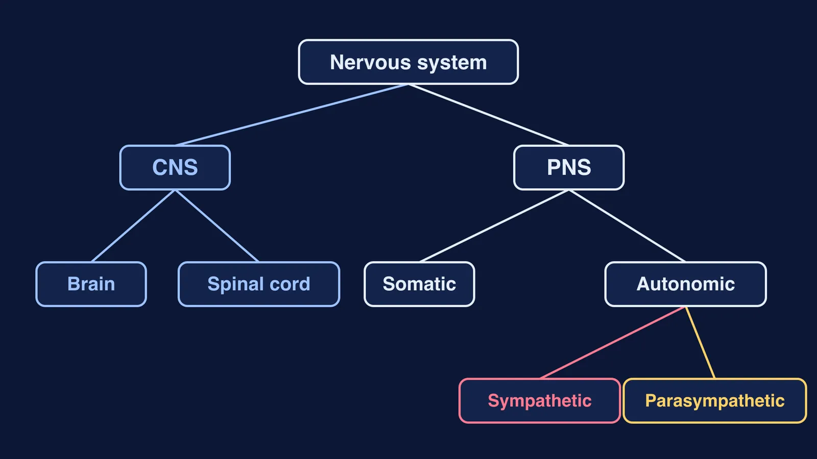 Tree diagram of CNS, PNS, somatic, autonomic, sympathetic and parasympathetic divisions