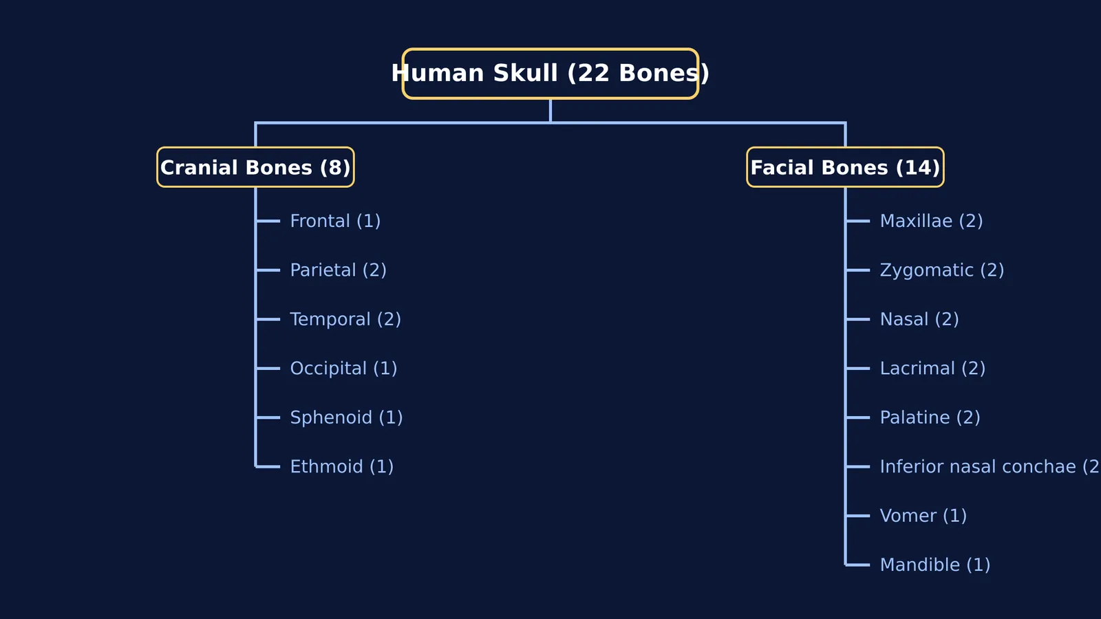Tree diagram of the 22 human skull bones, separated into cranial and facial groups.