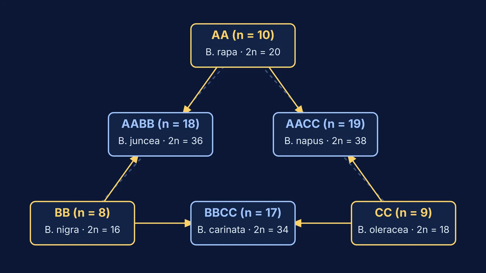 Triangle of U diagram showing Brassica diploid genomes combining into allotetraploid crop species
