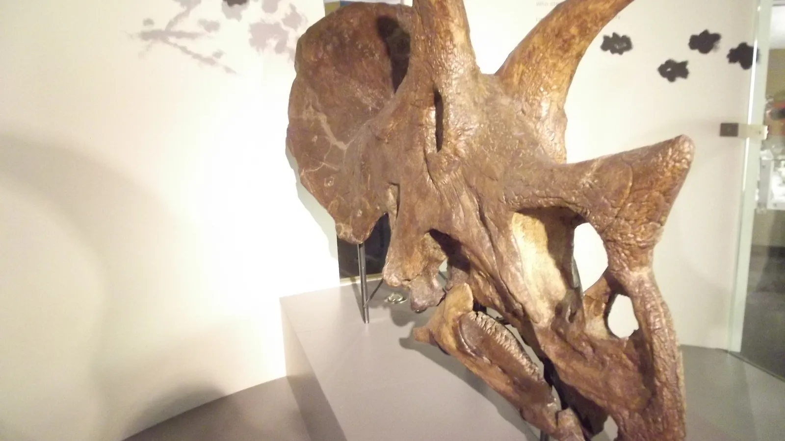 Triceratops skull on display in a science museum gallery