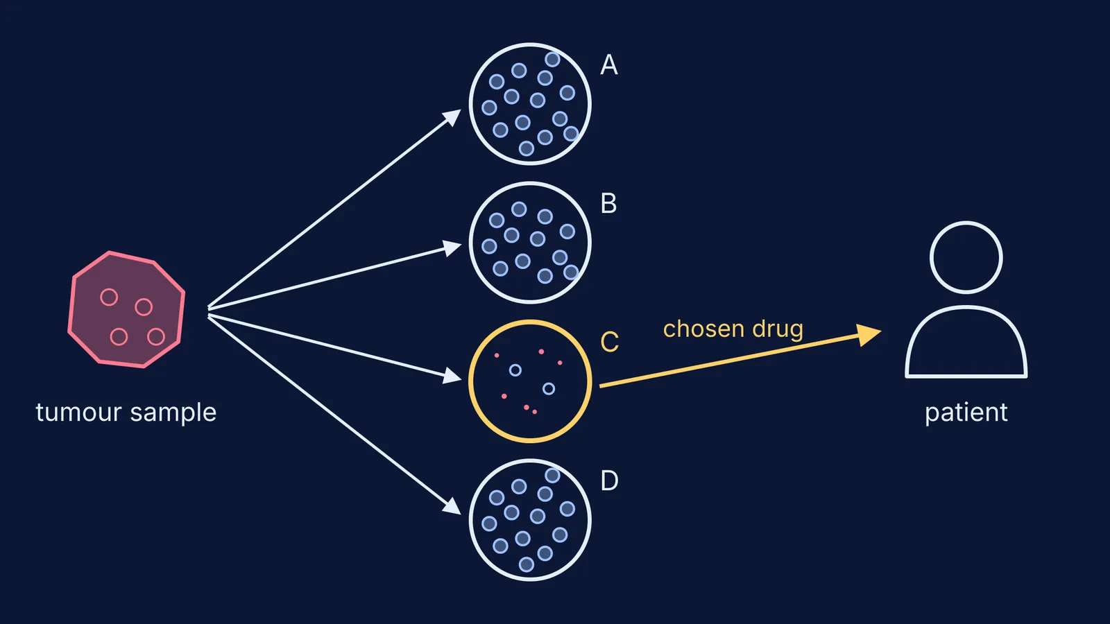 Tumour sample split into four drug-treated dishes, one chosen for the patient