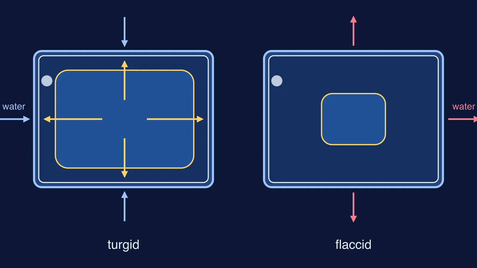 Turgid plant cell with a swollen vacuole beside a flaccid cell with a shrunken vacuole