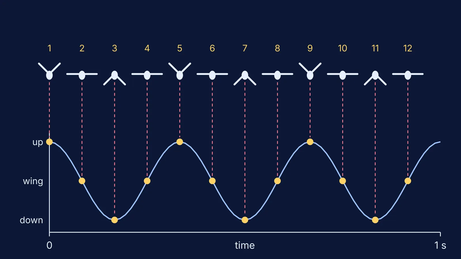 Twelve frames in one second sampling three wingbeats, four wing positions per beat