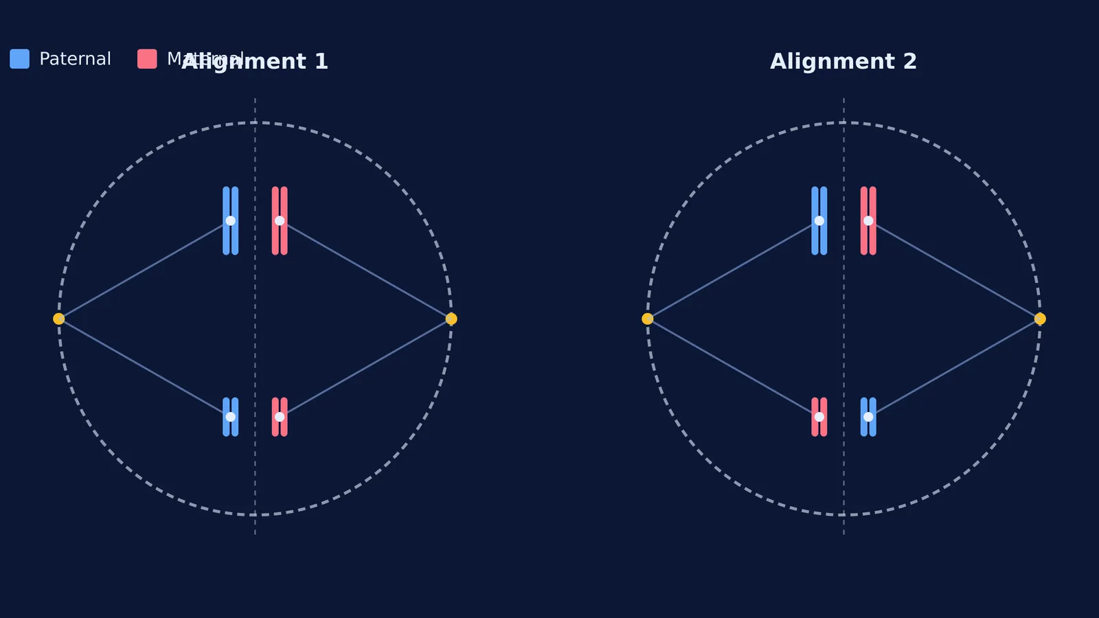Two cells showing different alignments of chromosome pairs during independent assortment