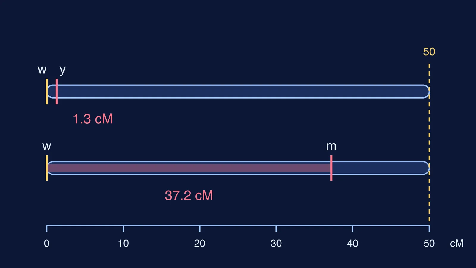 Two chromosome bars showing white–yellow and white–miniature map distances on a centimorgan scale