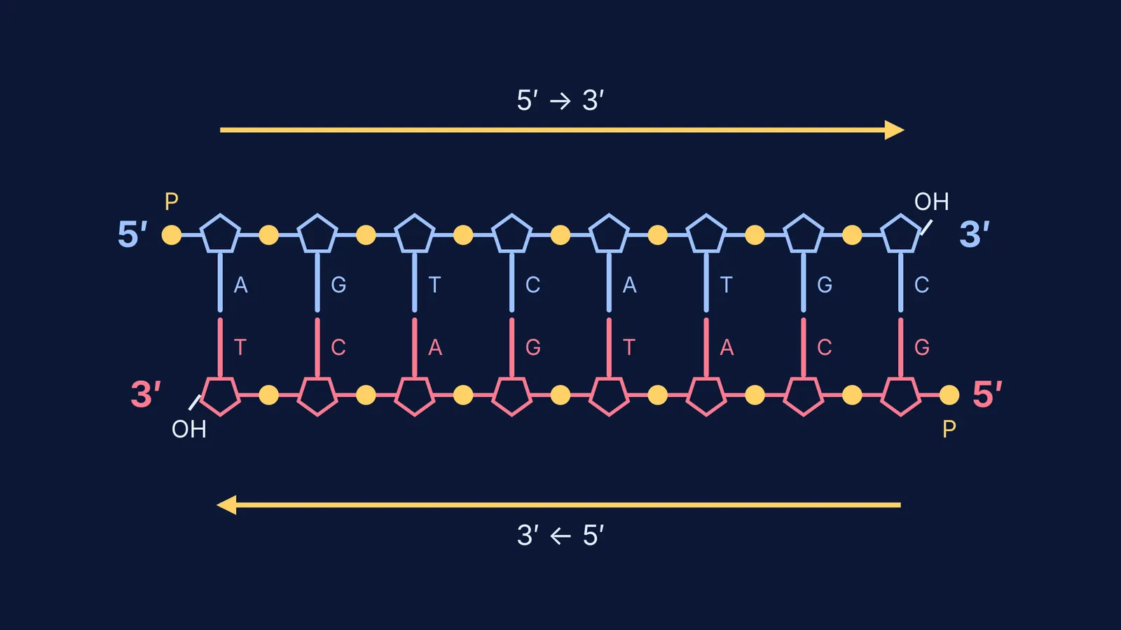 Two DNA strands running in opposite directions with 5' and 3' ends labelled