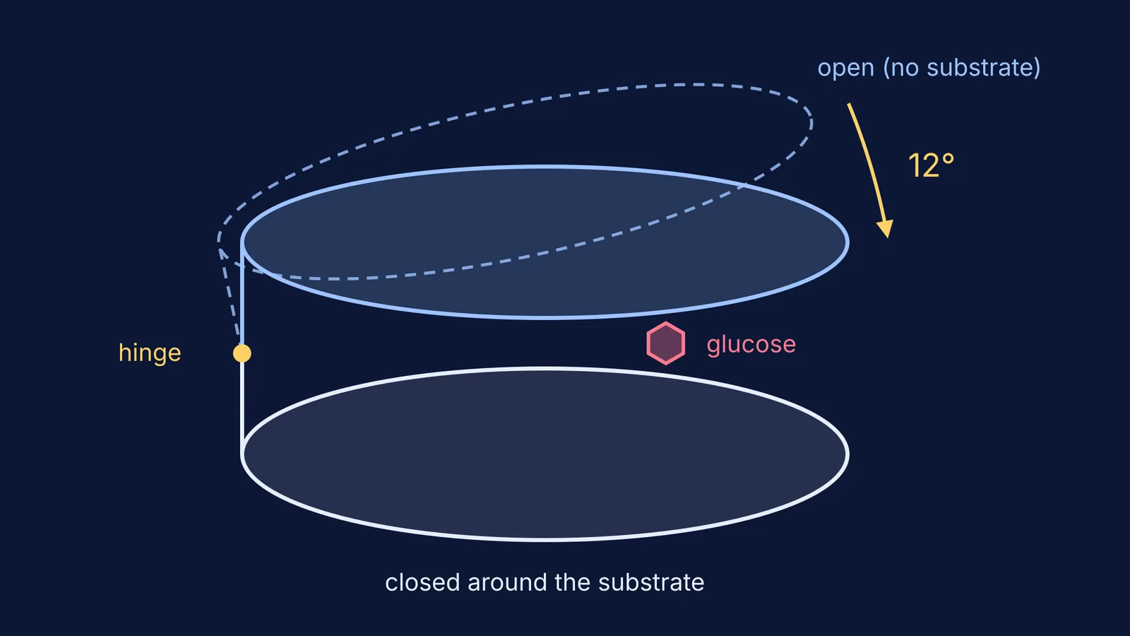 Two enzyme lobes hinged together, one swinging 12 degrees shut around glucose