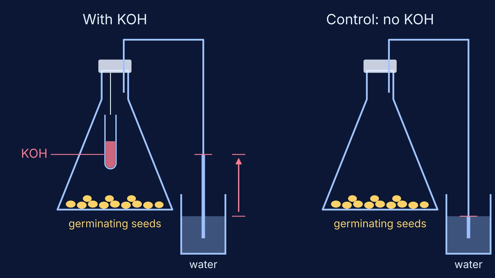 Two flasks of germinating seeds; water rises up the tube only with KOH
