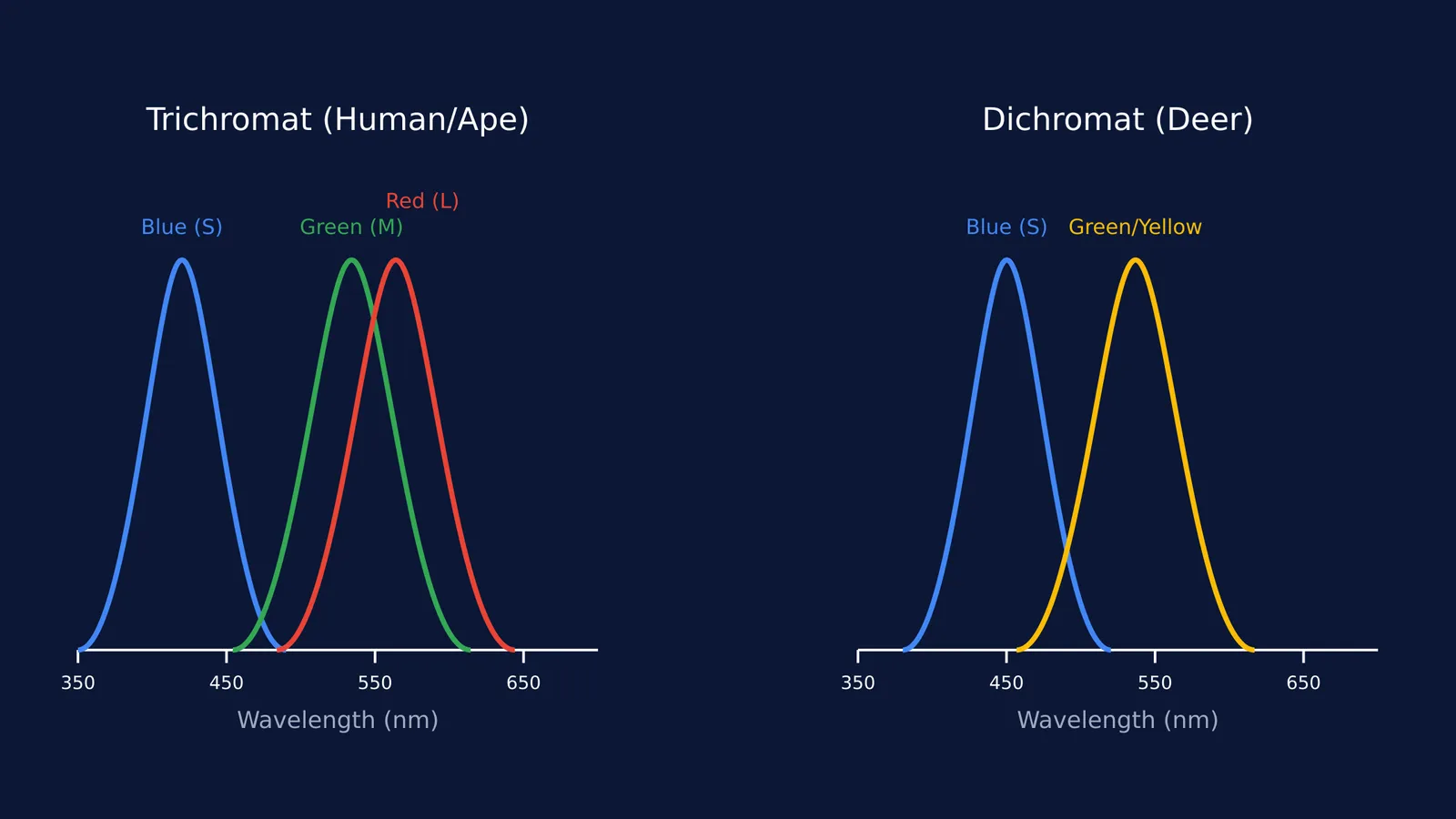 Two graphs comparing cone cell absorbance in humans and deer across wavelengths