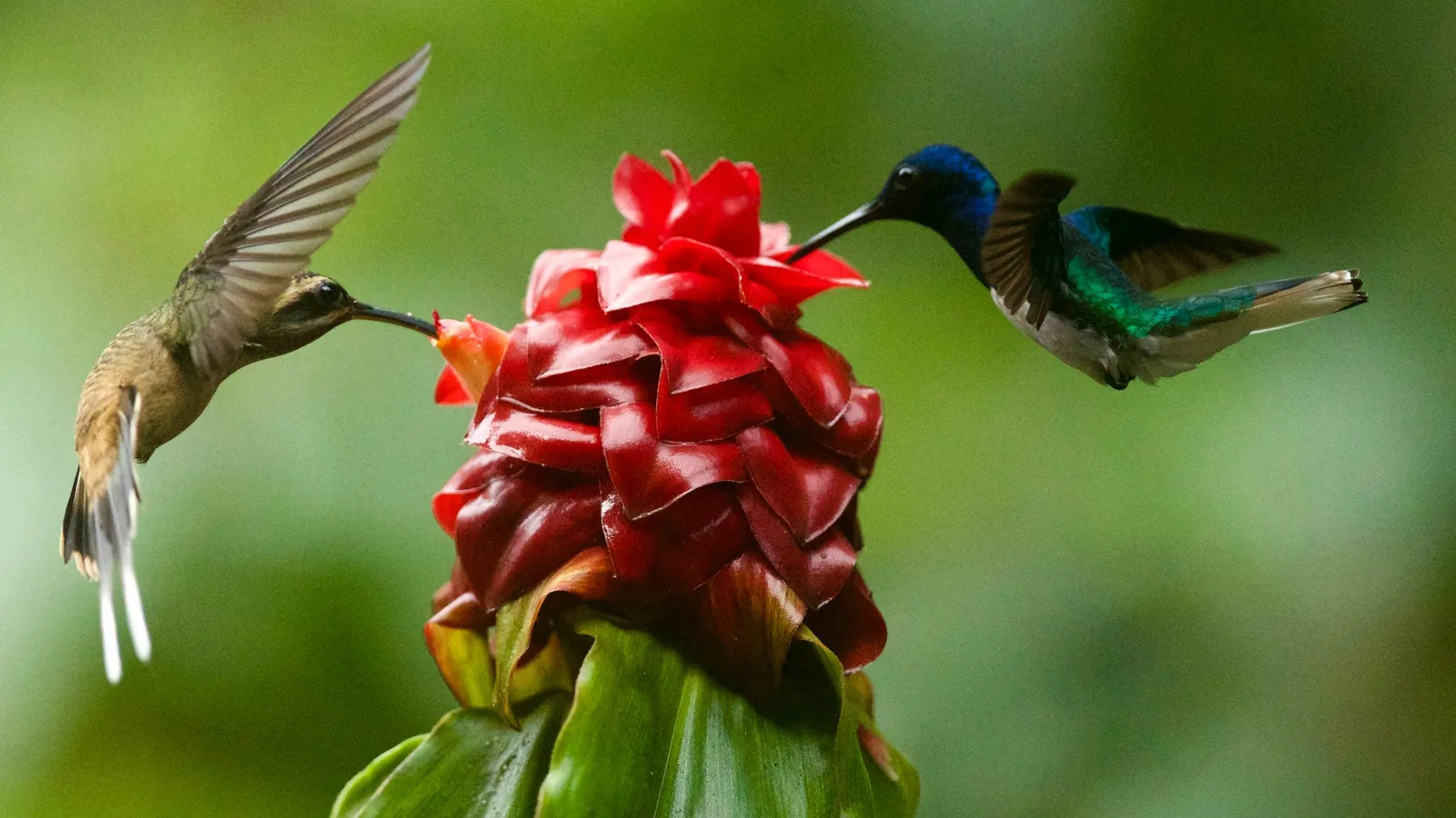 Two hummingbirds feeding at a red flower
