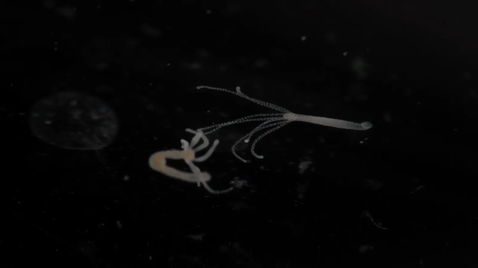 Two hydras on a dark background, one stretched out with tentacles, one curled up