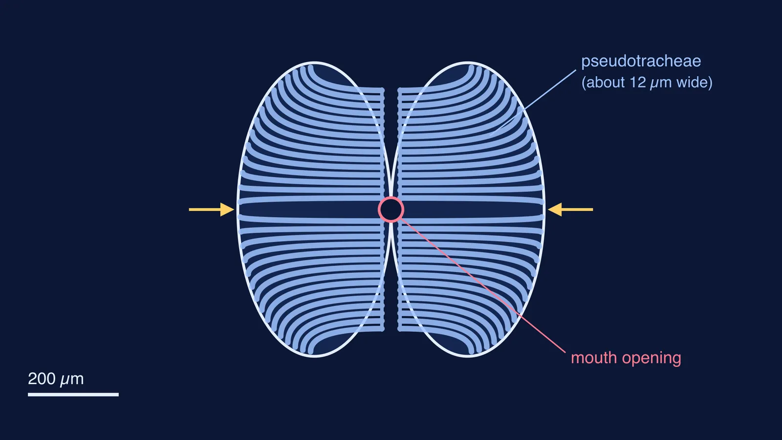 Two lobes of a housefly's sponging pad with grooves leading to the mouth