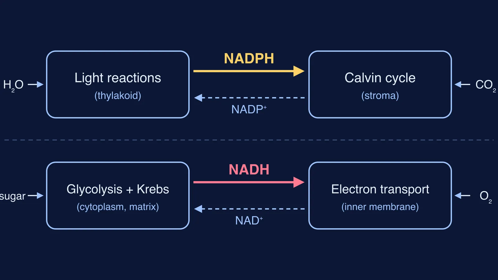 Two loops: NADPH links light reactions to Calvin cycle, NADH links Krebs to electron transport