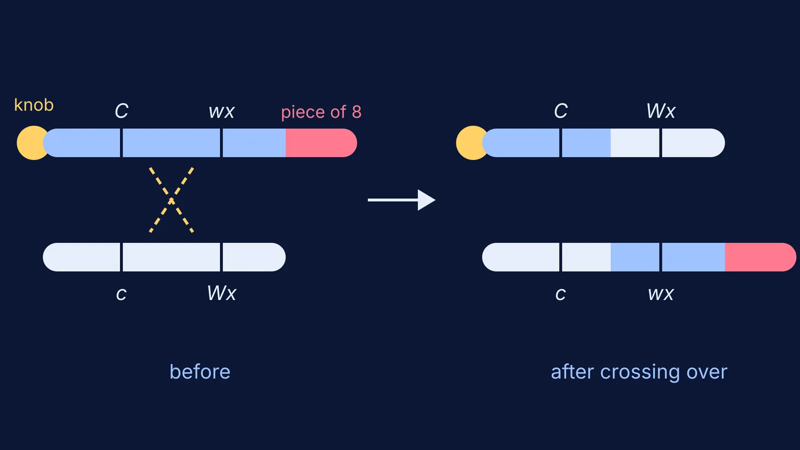 Two maize chromosome 9 partners swapping segments between the C and wx genes