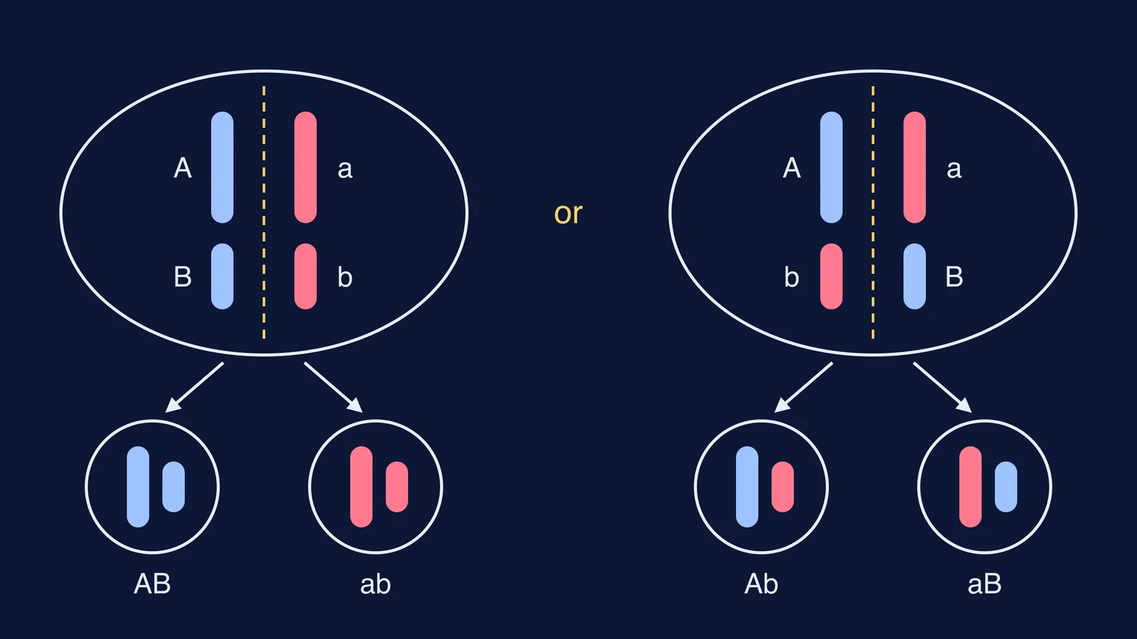 Two metaphase I orientations of two chromosome pairs giving four gamete types