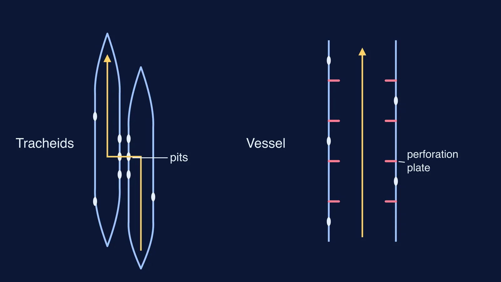 Two overlapping tracheids linked by pits beside a vessel of stacked open elements