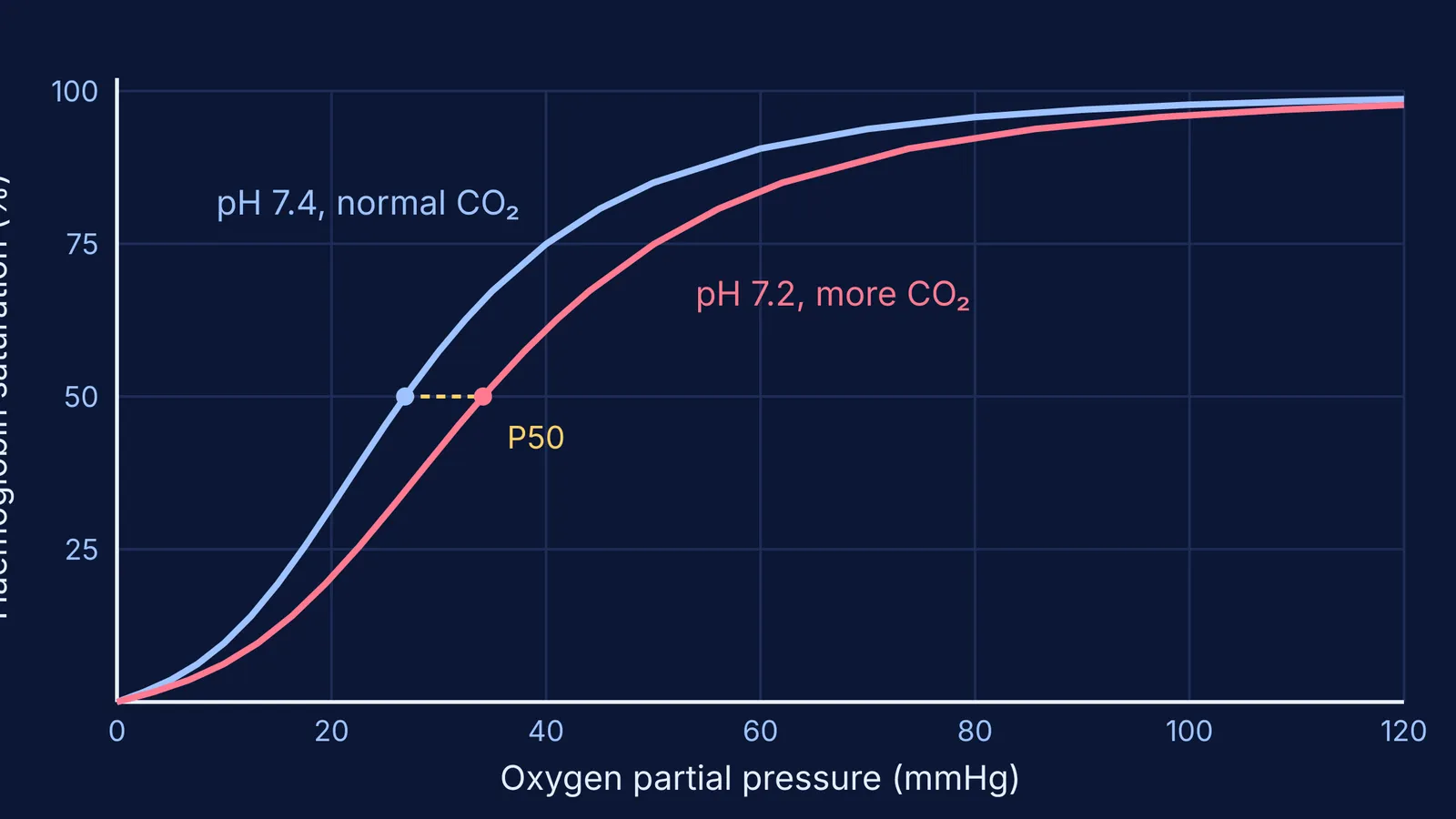 Two oxygen dissociation curves, the acidic high-CO2 curve shifted right of normal