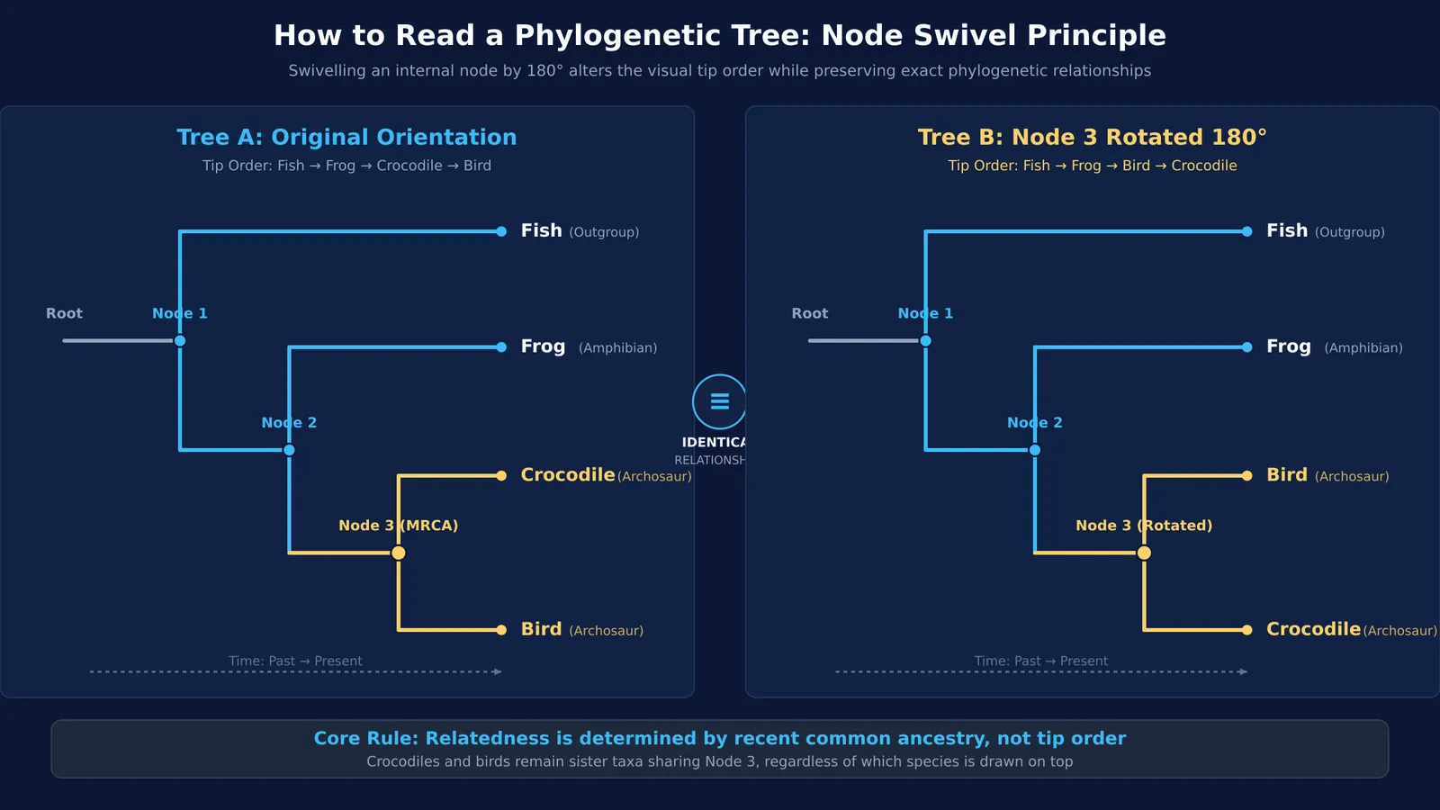 Two phylogenetic cladograms showing that node rotation preserves identical evolutionary relationships
