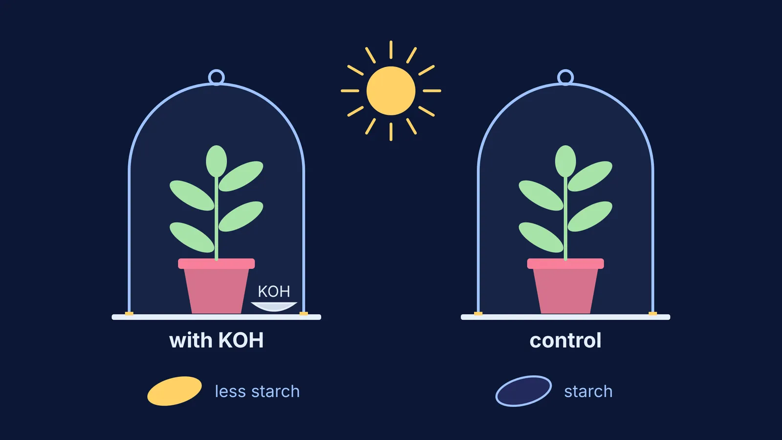 Two potted plants under sealed bell jars, one with KOH, with starch results