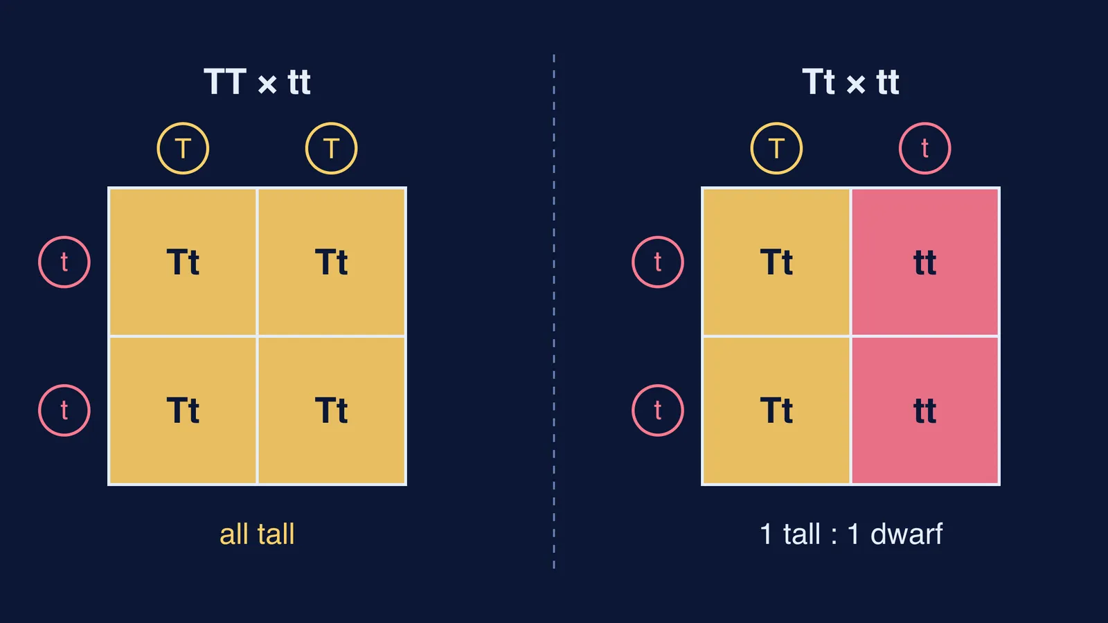 Two Punnett squares: TT × tt gives all Tt; Tt × tt gives half tt