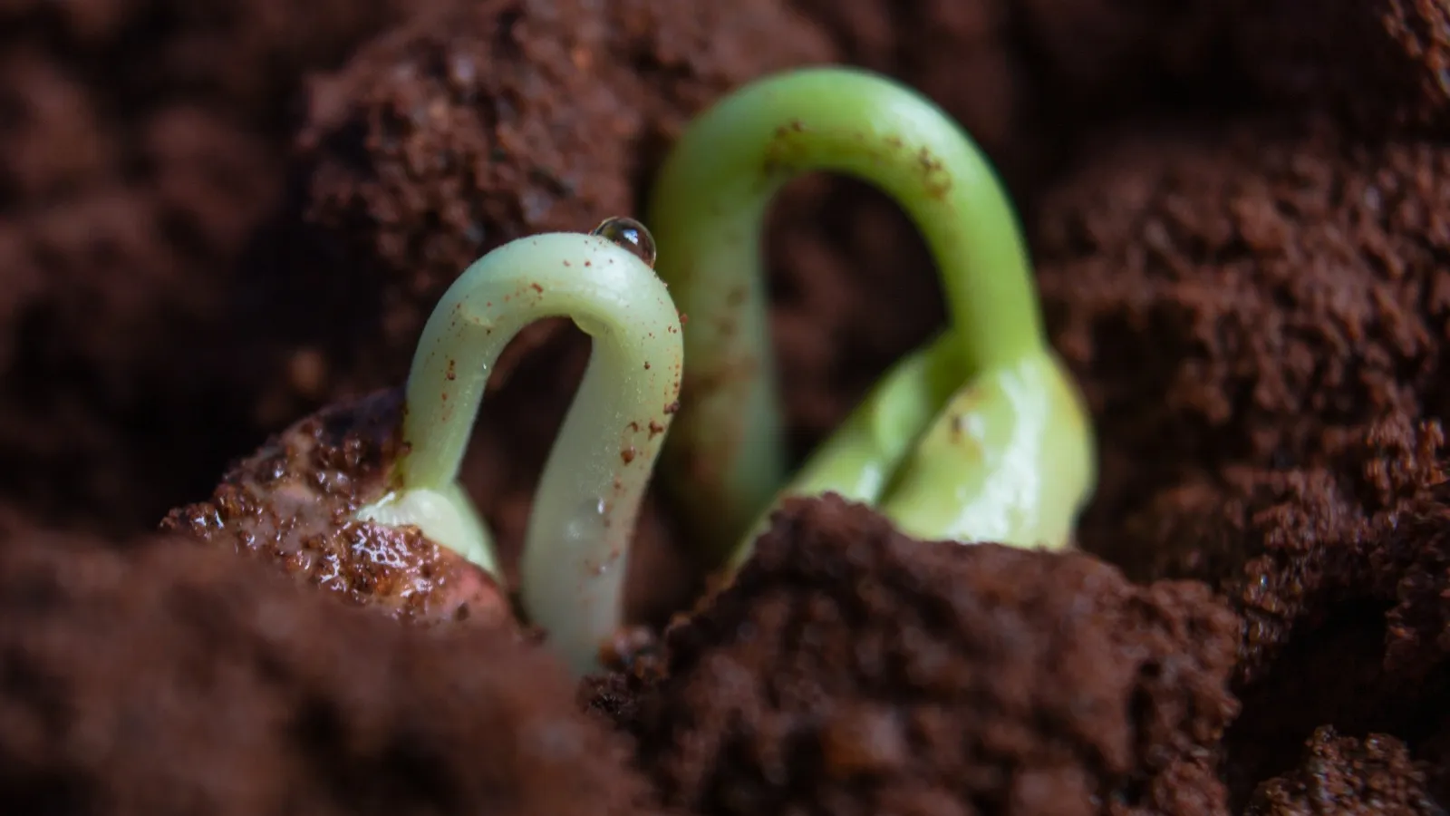 Two seedlings sprouting up through dark soil