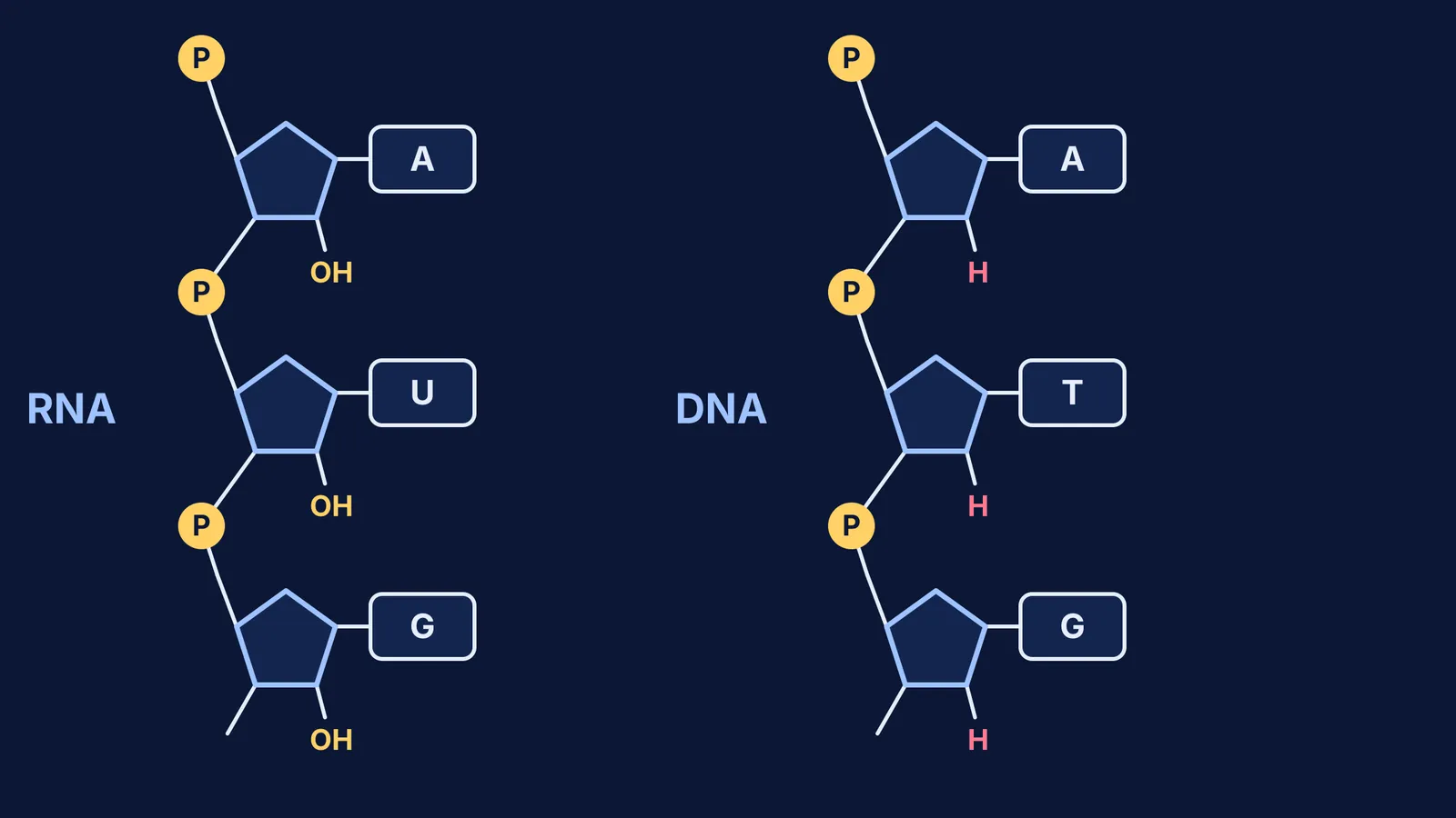 Two sugar-phosphate-base chains: RNA with ribose -OH, DNA with deoxyribose -H