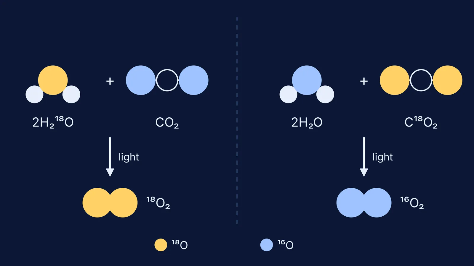 Two tracer runs: heavy oxygen in water ends up in released oxygen gas