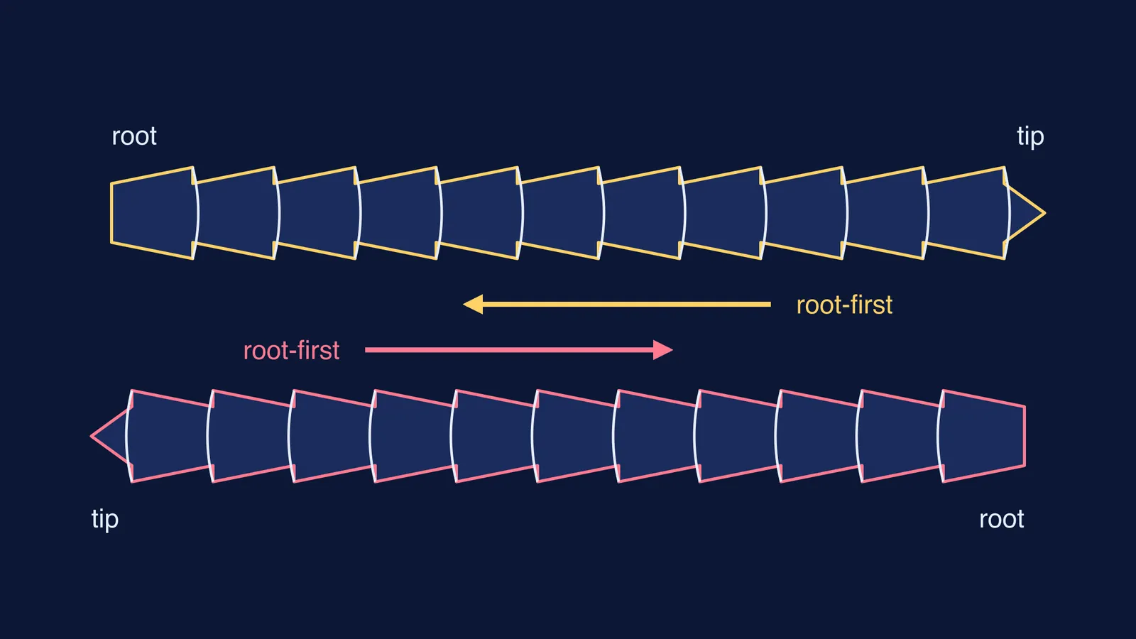 Two wool fibres with overlapping scales, arrows showing each slides root-first