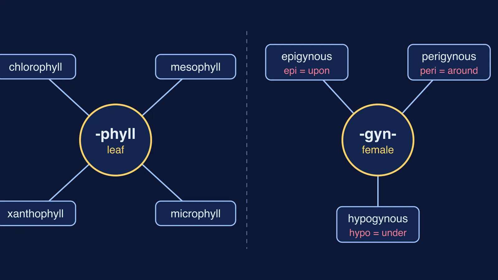 Two word-root clusters: -phyll leaf terms and epi-, peri-, hypogynous flower terms