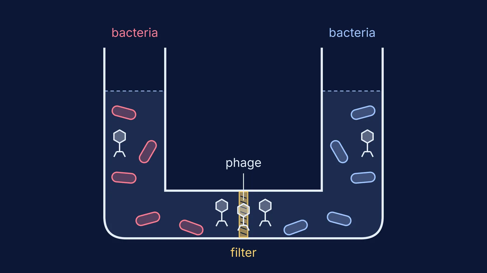 U-tube with a filter: bacteria stay on each side while phages pass through