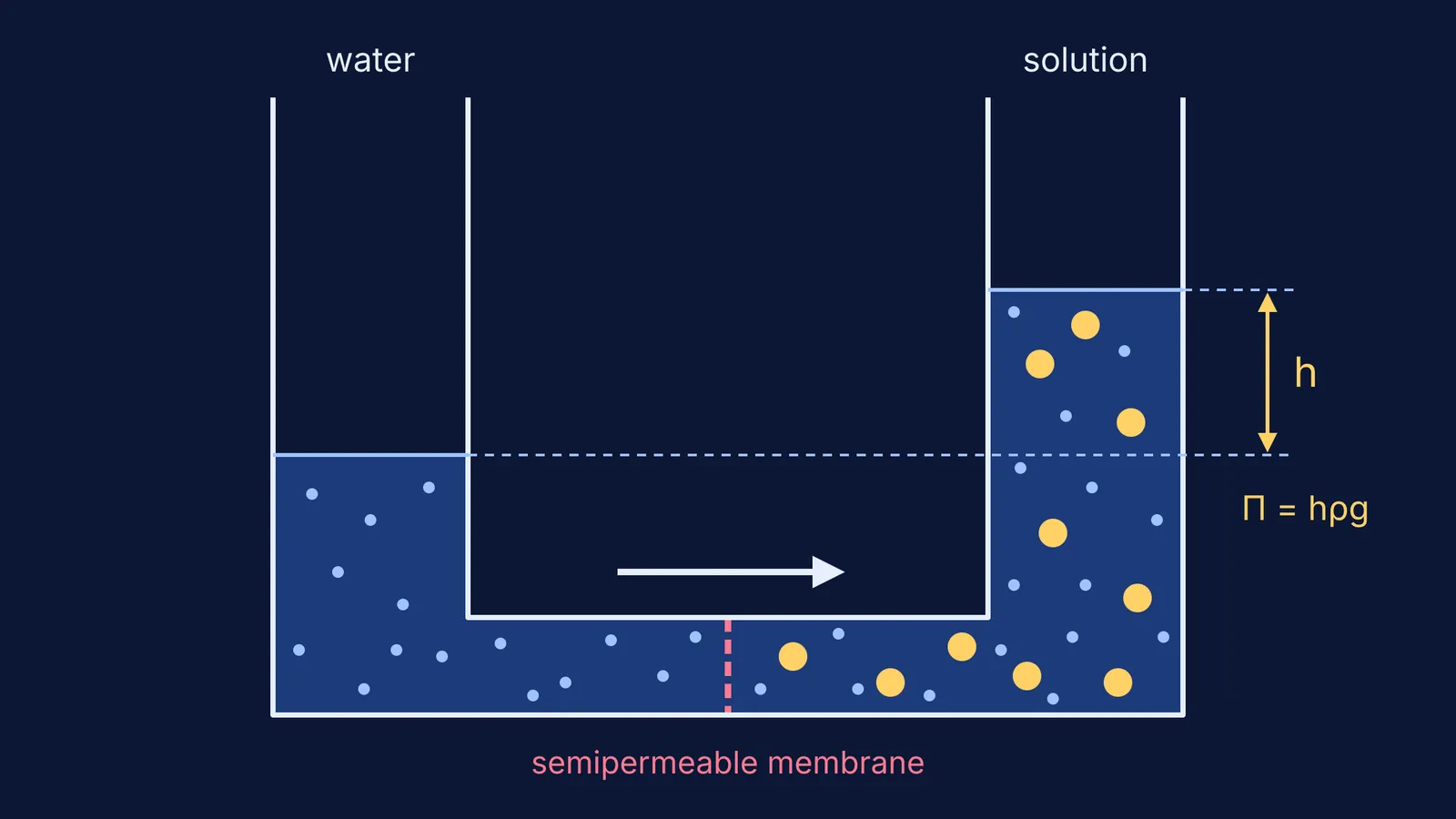 U-tube with a semipermeable membrane where the solution side has risen by height h