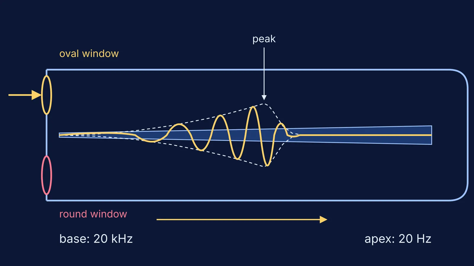 Unrolled cochlea with a travelling wave peaking partway along the basilar membrane